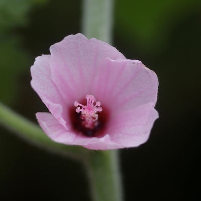 Pavonia urens — flower