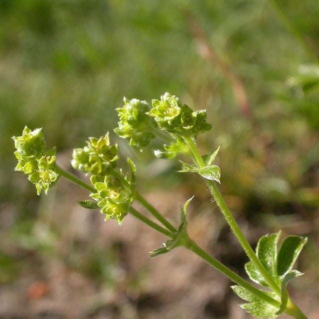 Alchemilla saxatilis — flower