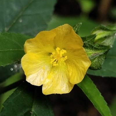 Sida rhombifolia — flower