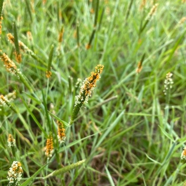 Alopecurus aequalis — flower