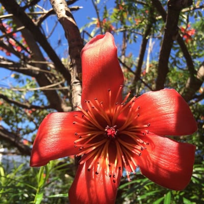 Bombax ceiba — flower