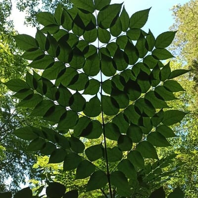 Gymnocladus dioica — leaf