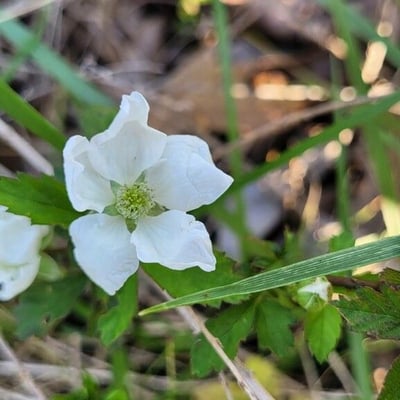 Rubus argutus — flower