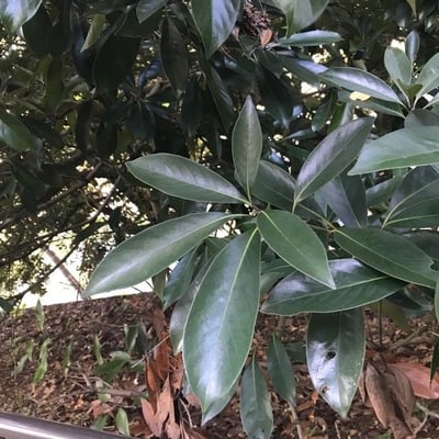 Machilus thunbergii — leaf