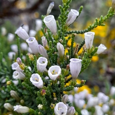 Fabiana imbricata — flower