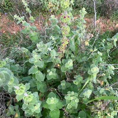 Ballota hirsuta — flower