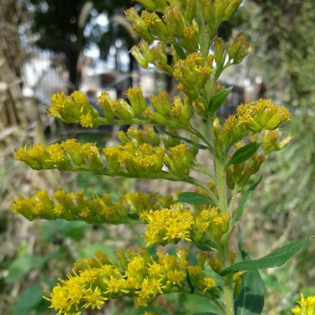 Solidago canadensis — flower