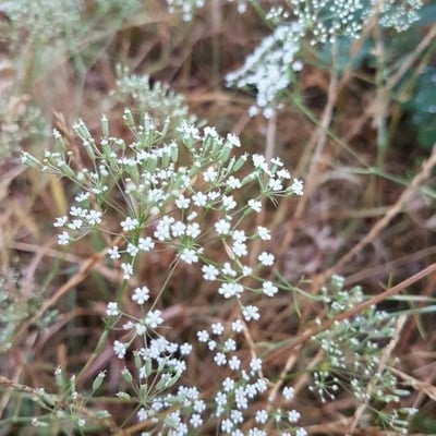 Falcaria vulgaris — flower