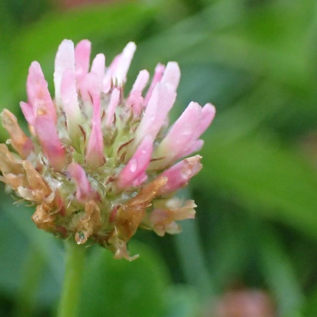Trifolium fragiferum — flower