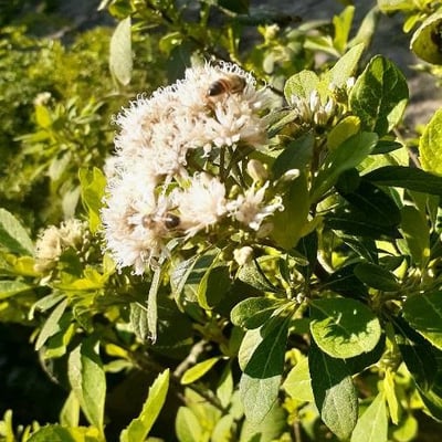Gymnanthemum amygdalinum — flower