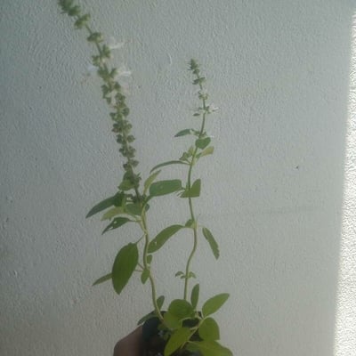 Ocimum americanum — flower