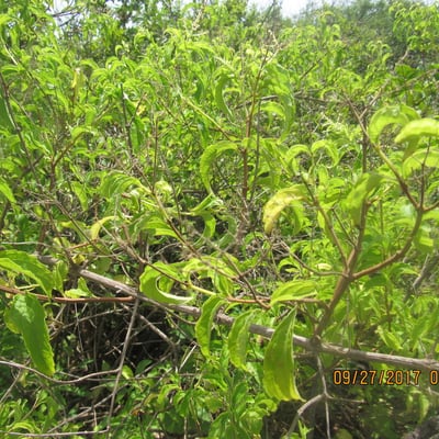 Hoslundia opposita — habit
