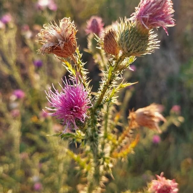 Carduus acanthoides — flower