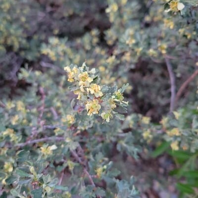 Purshia tridentata — flower