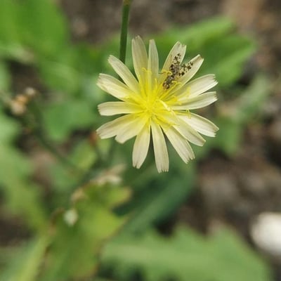 Lactuca virosa — flower