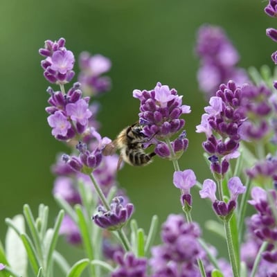 Lavandula angustifolia — flower