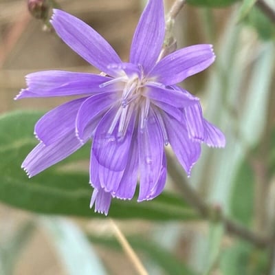 Lactuca tatarica — flower