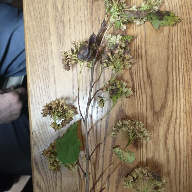 Physocarpus opulifolius — flower