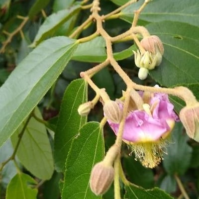 Luehea divaricata — flower