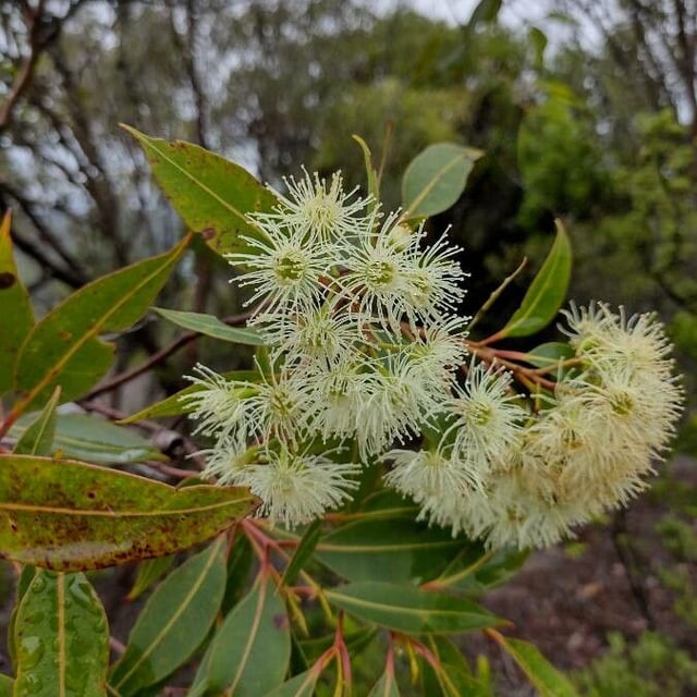 Corymbia gummifera — flower