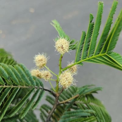 Anadenanthera colubrina — flower