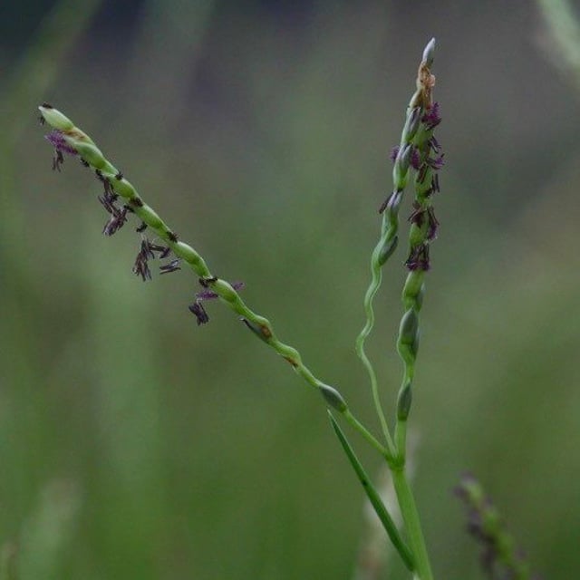 Paspalum vaginatum — flower