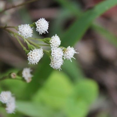Ageratina riparia — flower