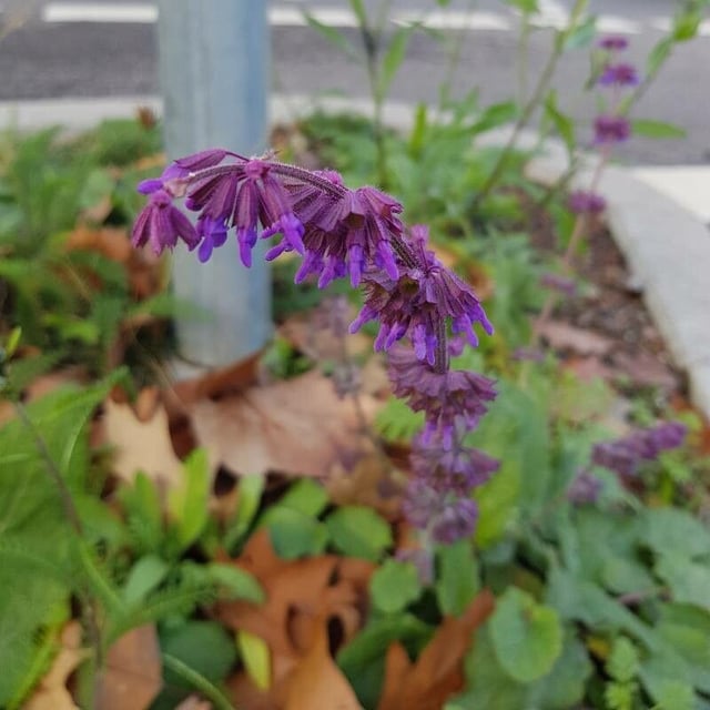 Salvia verticillata — flower