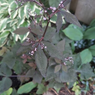 Cryptotaenia japonica — leaf