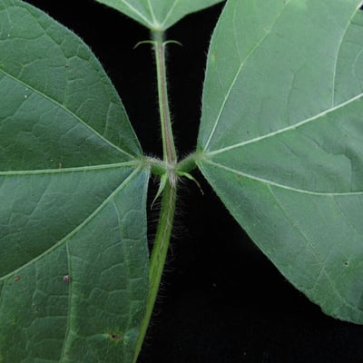 Vigna umbellata — leaf