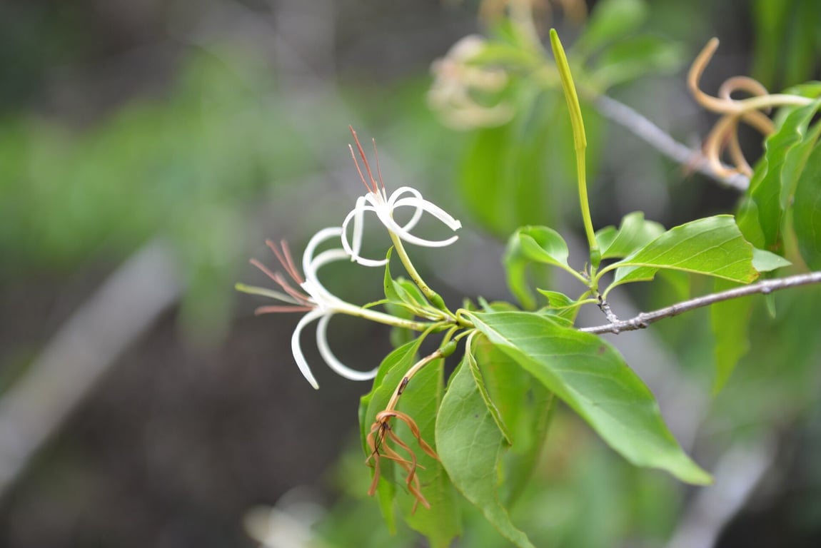 Caribbean princewood