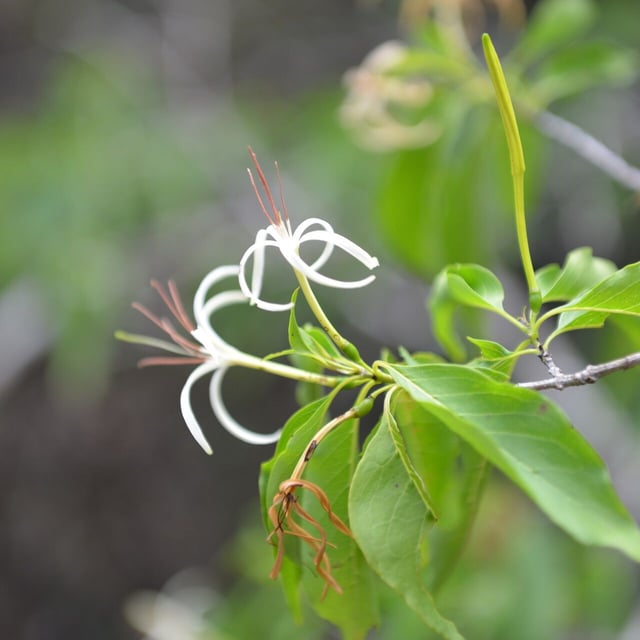 Caribbean princewood