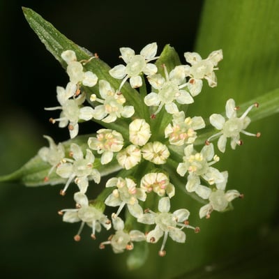 Apium nodiflorum — flower