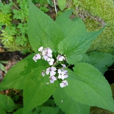 Lunaria rediviva — flower