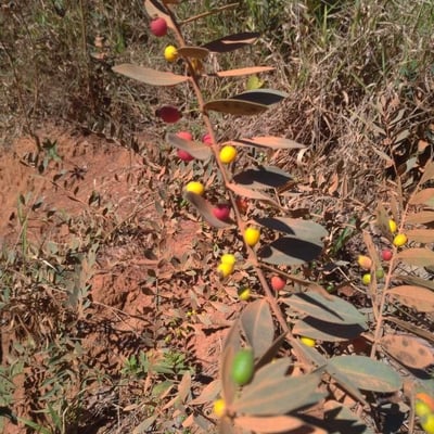 Eugenia punicifolia — fruit