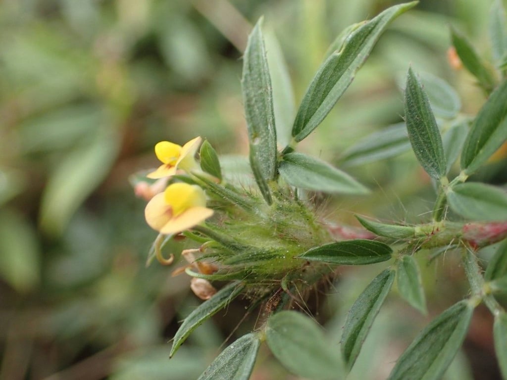 Shrubby pencilflower