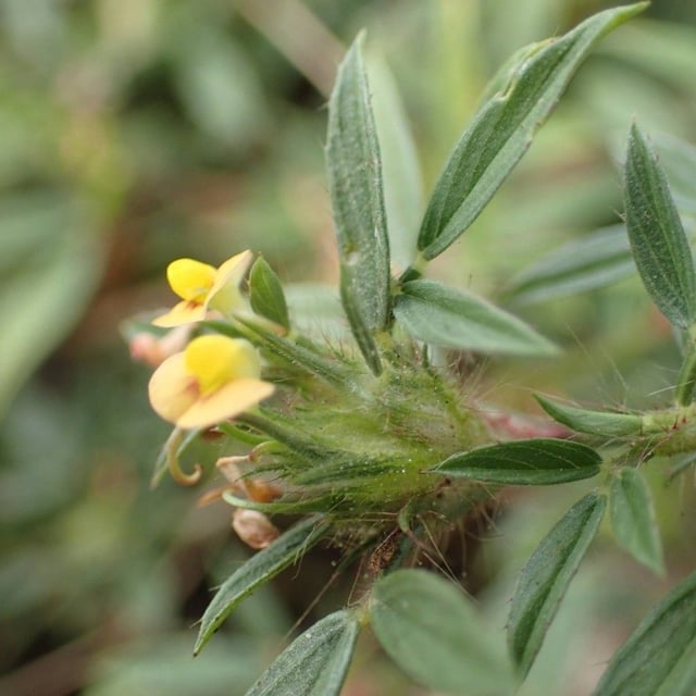 Shrubby pencilflower