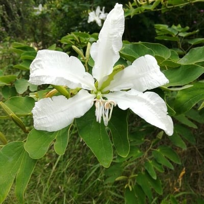 Bauhinia forficata — flower