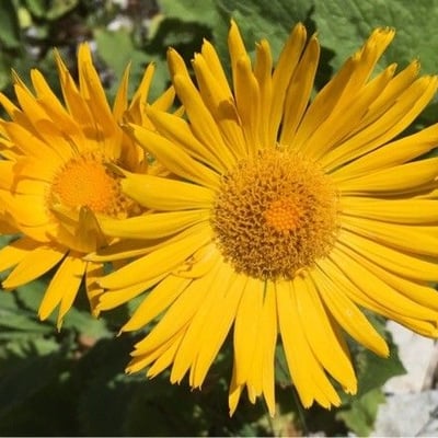 Doronicum grandiflorum — flower