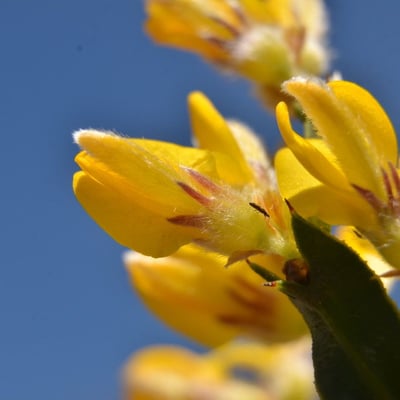 Genista tridentata — flower