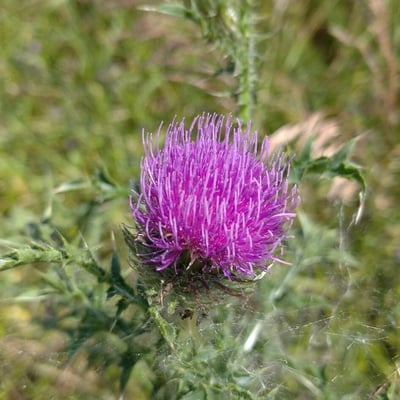 Carduus acanthoides — flower