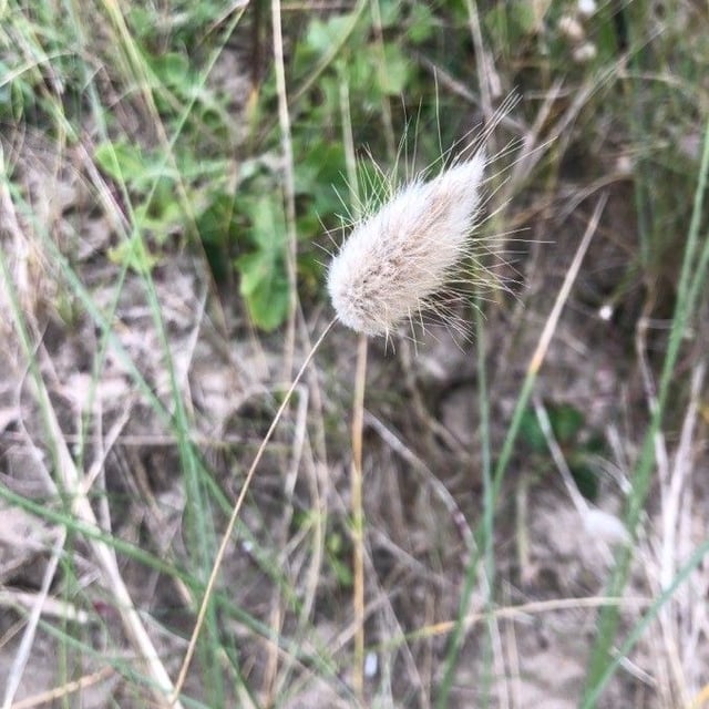 Lagurus ovatus — flower