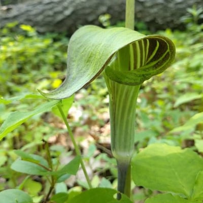 Arisaema triphyllum — flower