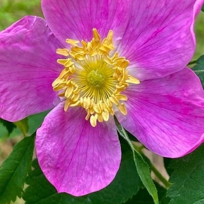 Rosa acicularis — flower