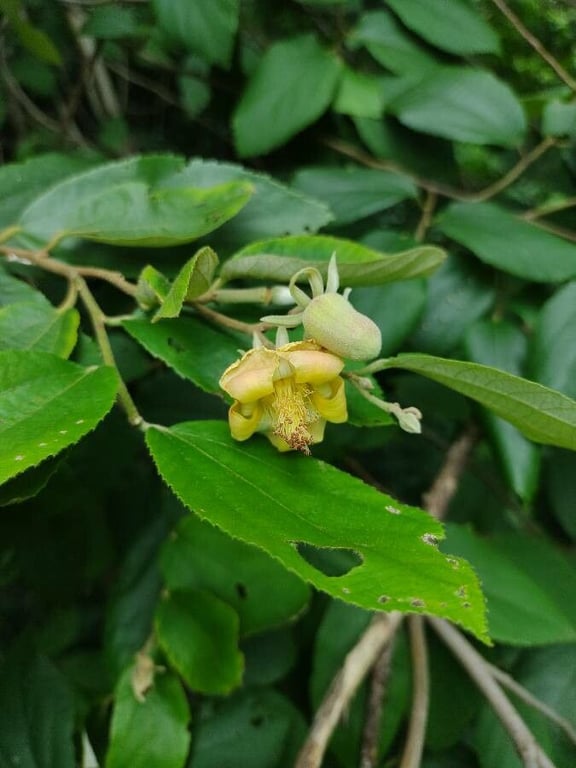 Luehea divaricata