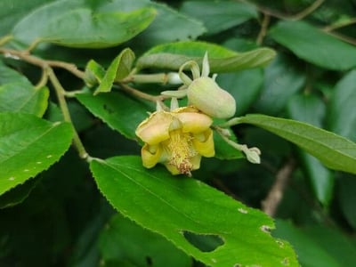 Luehea divaricata