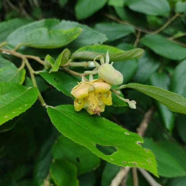 Luehea divaricata