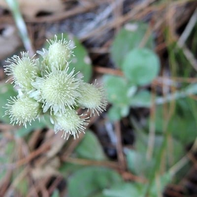 Antennaria parlinii — flower