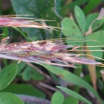 Hyparrhenia hirta — flower