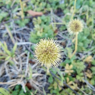 Acaena novae-zelandiae — flower